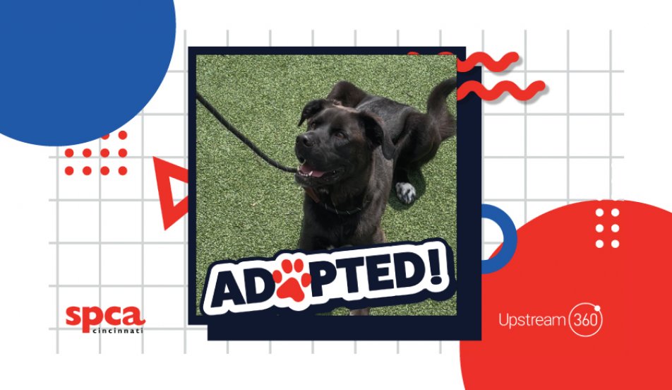 Dog of the Month Upstream 360