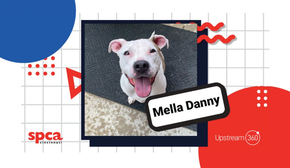 Dog of the Month Upstream 360
