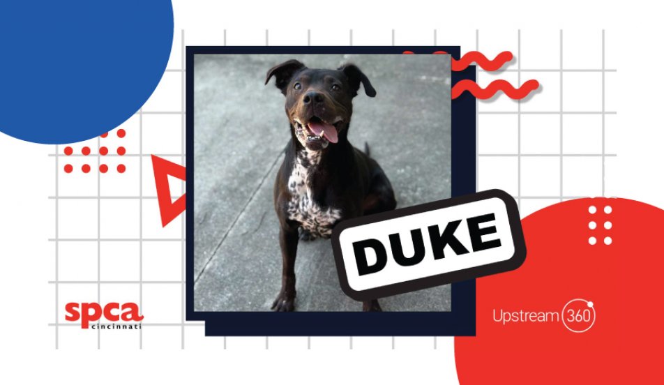 Dog of the Month Upstream 360