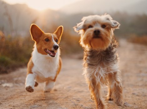 Corgi and yorkshire running outside