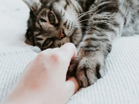 American shorthair laying